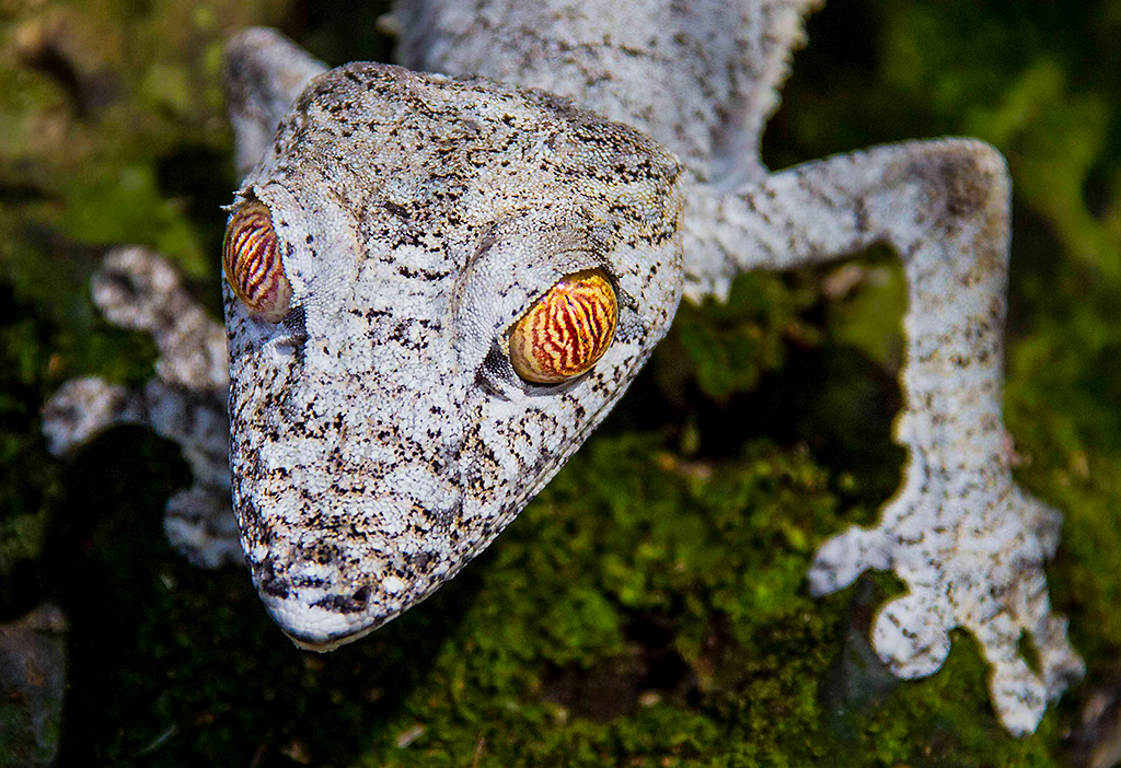 Gecko - Howard Hunt